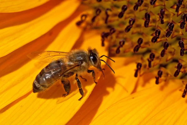 stock image Bee on the sunflower