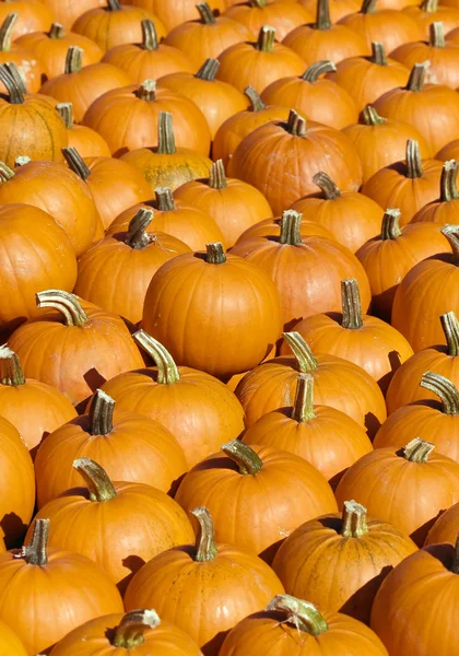 Bright orange pumpkin collection — Stock Photo, Image