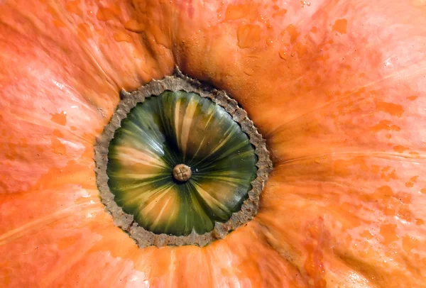 Oranje pompoen close-up — Stockfoto