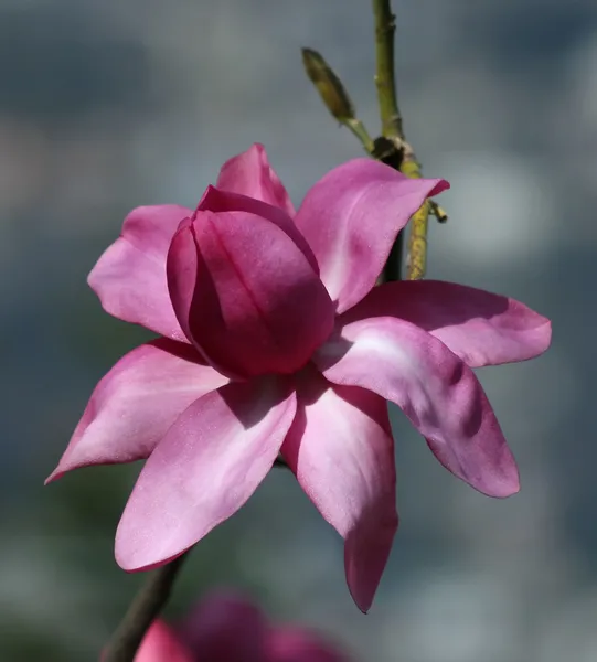 Alleen magnolia — Stockfoto