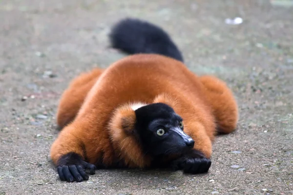 Merah ruffed lemur — Stok Foto