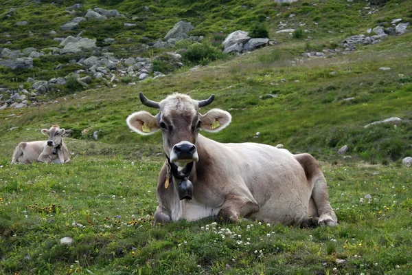 Vaca suiza relajándose en la ladera —  Fotos de Stock