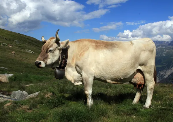 stock image Swiss Cow