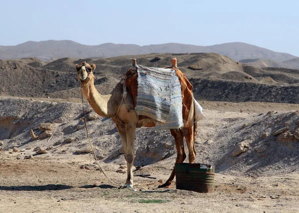 stock image Camel against desert landscape