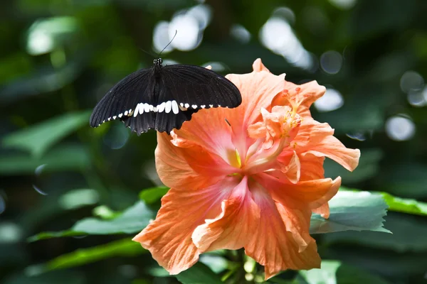 ハイビスカスの黒い蝶 — ストック写真