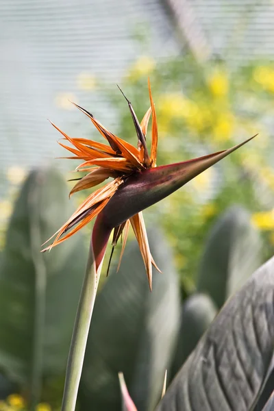 Strelitzia květ — Stock fotografie