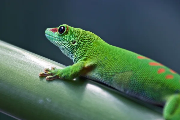 Green gecko — Stock Photo, Image