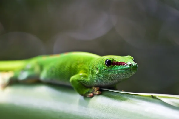 緑色のヤモリ — ストック写真