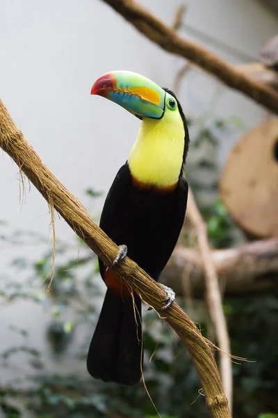 다채로운 큰부리새 — 스톡 사진