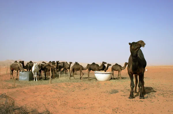 stock image Herd of camels