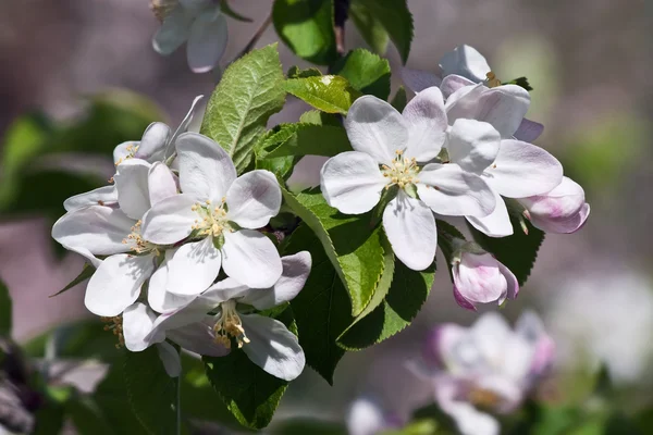 stock image Apple garden