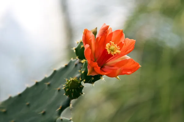 Stock image Cactus flower