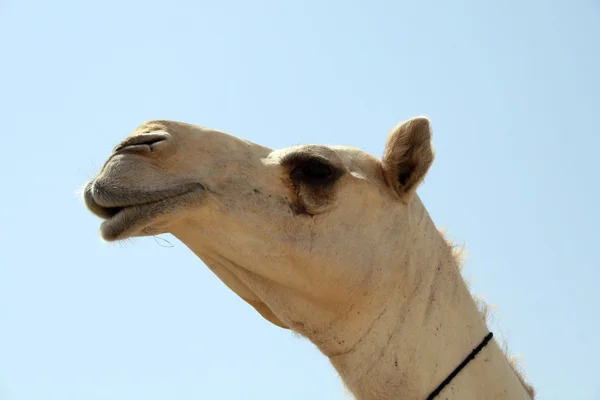 stock image Camel close up