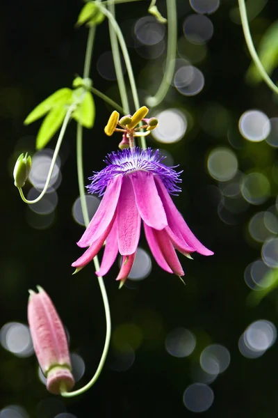 Passifloraceae — Stok fotoğraf