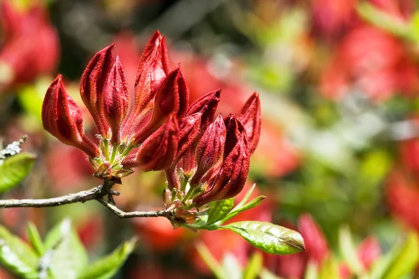 stock image Red rhododendron