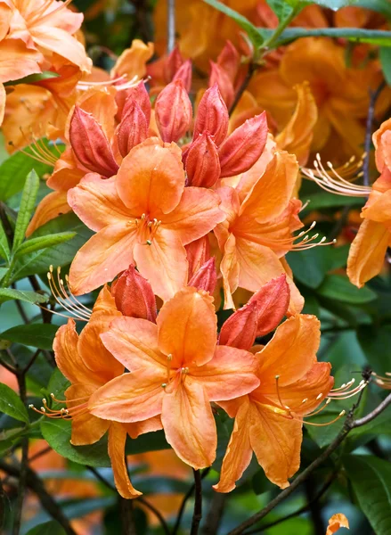 Orange rhododendron — Stockfoto