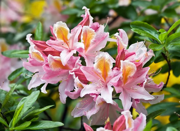 Ροζ rhododendron — Φωτογραφία Αρχείου