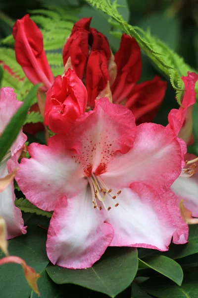 Rododendro rosa — Foto Stock