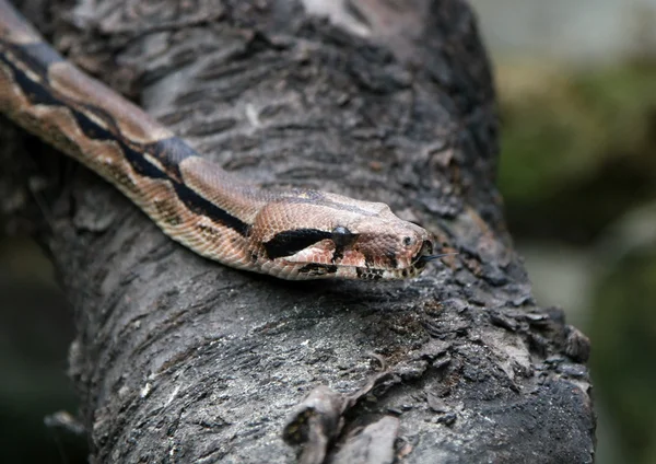 Python auf dem Baum — Stockfoto