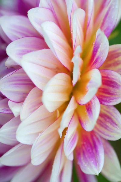 stock image Dahlia flower