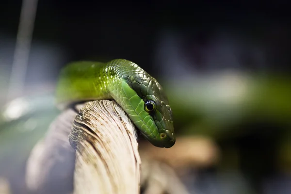 stock image Green bamboo snake