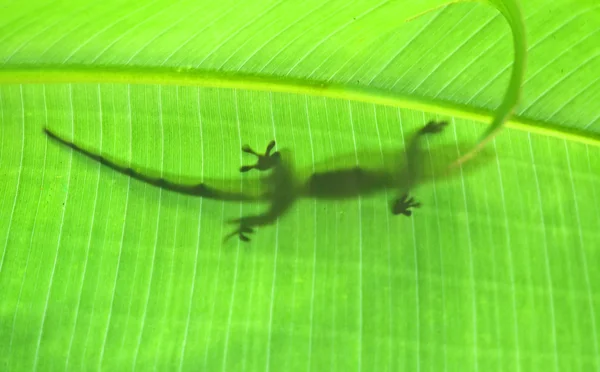 stock image Green gecko