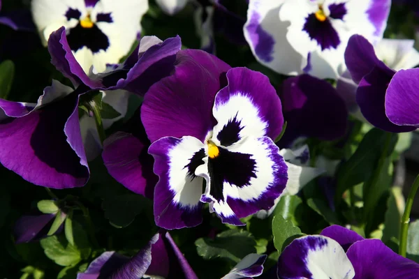 Viola flores — Fotografia de Stock