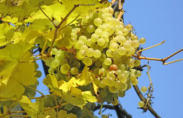 Стиглі жовтий винограду — стокове фото