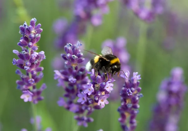 stock image Bumblebee on lavender