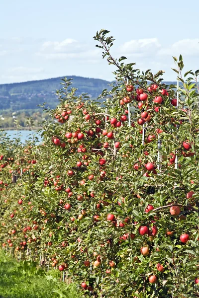 Jardim da maçã — Fotografia de Stock