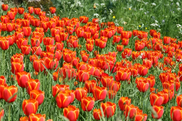 Червоні тюльпани в траві — стокове фото