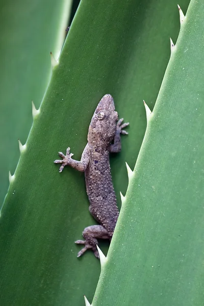 Grijze gecko — Stockfoto