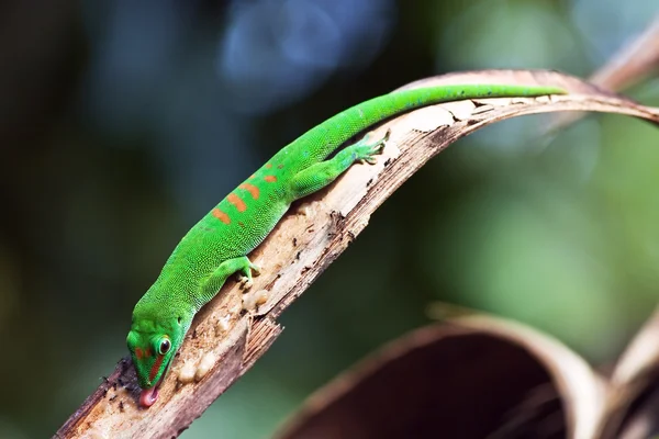 Gecko vert — Photo