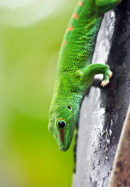 Gecko verde close-up — Fotografia de Stock