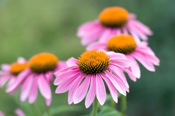 stock image Pink camomiles