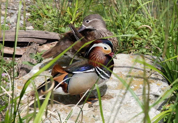 stock image Mandarine ducks