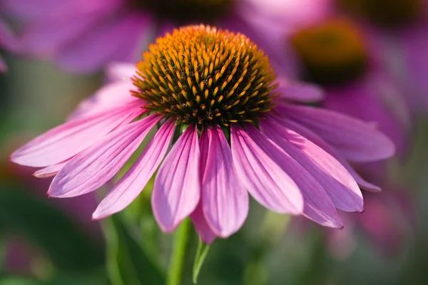 stock image Pink camomile