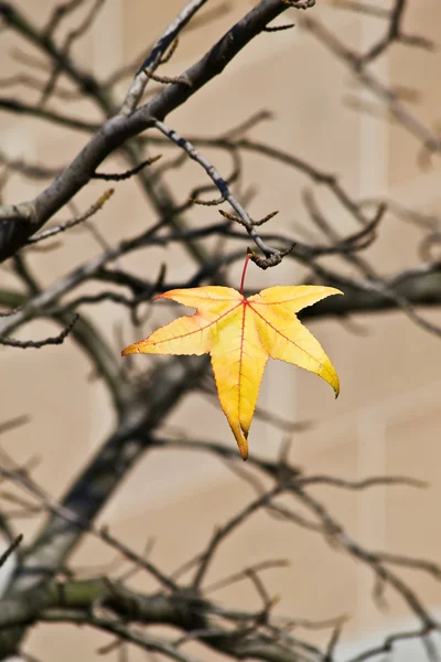 Last leaf — Stock Photo, Image