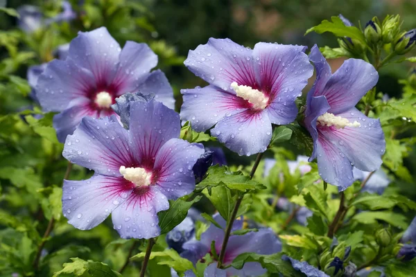 Violet hibiscus — Stock Photo, Image
