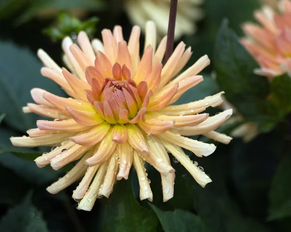 Bunte Aster-Blume — Stockfoto