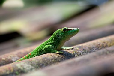 Green gecko clipart