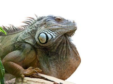 Iguana