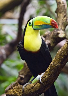 Tucan