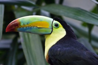 Tucan