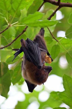 Fruit bat clipart