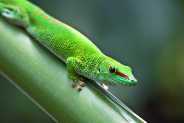 Green gecko clipart