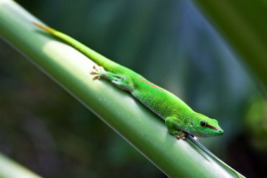 Green gecko clipart