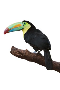 Colorful tucan clipart