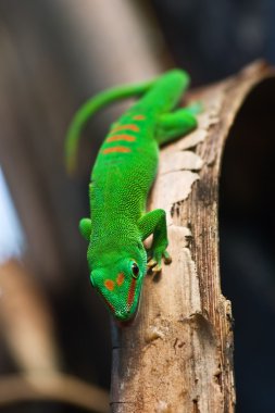 Green Madagascar gecko clipart