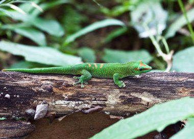 Green gecko clipart